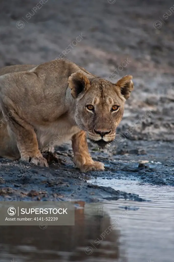 African Lion, Panthera Leo, Drinking, Hwange National Park, Zimbabwe.