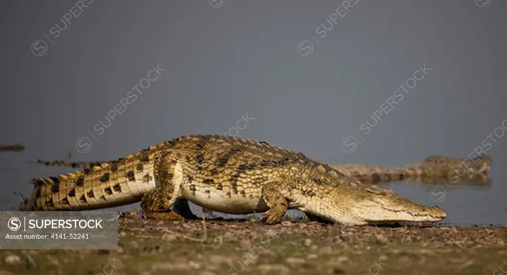 Nile Crocodile, Crocodylus Niloticus, Hwange Nat. Park, Zimbabwe