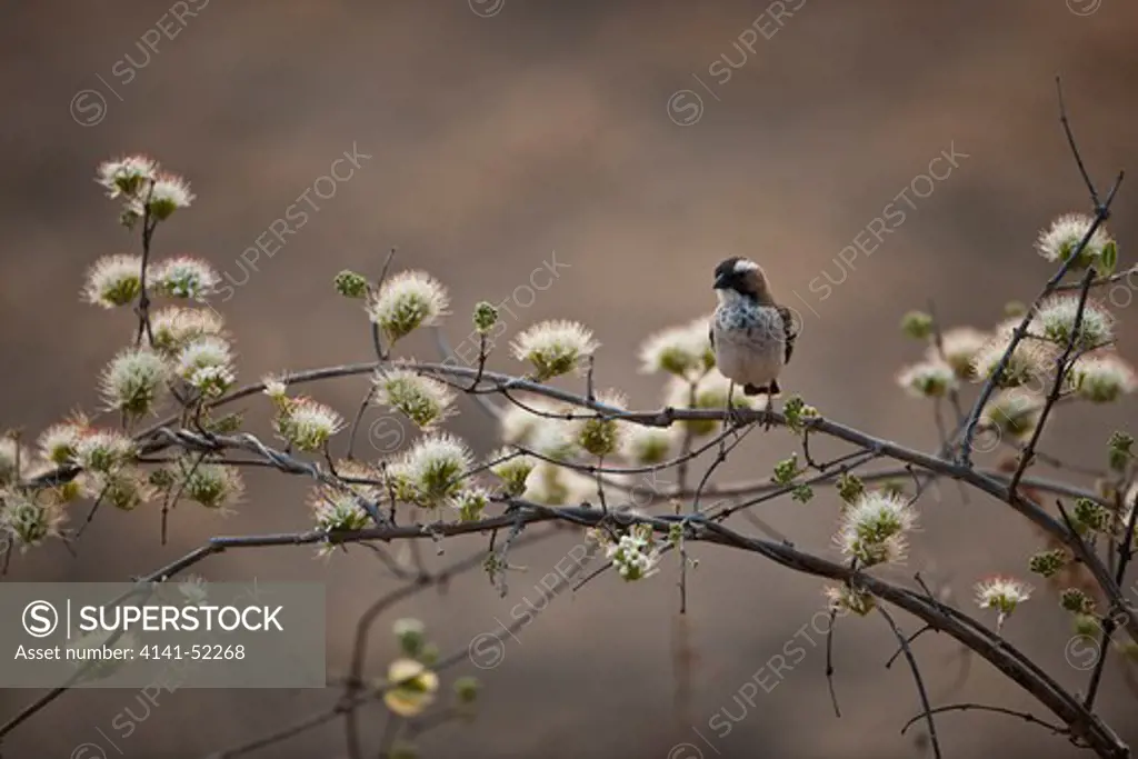 White-Browed Sparrow-Weaver, Plocepasser Mahali, On Flowering Caper Bush, Hwange, Zimbabwe