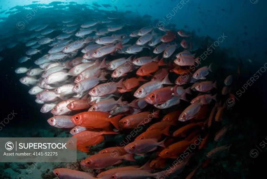 Bigeye (Goggle-Eye)  Priacanthus Hamrur, School  Maldives: North Ari Atoll, Makaru Thila, March