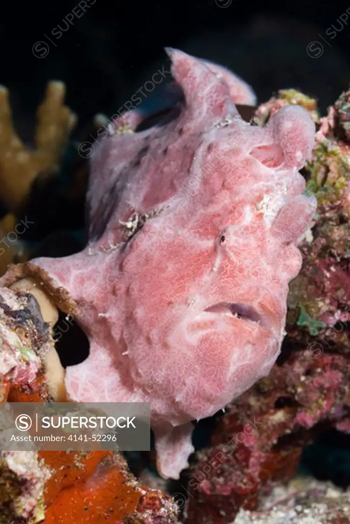 Giant Frogfish   Antennarius Commerson  On Coral Reef  Maldives: North Maalhosmadulu Atoll (Raa), Kakani, March