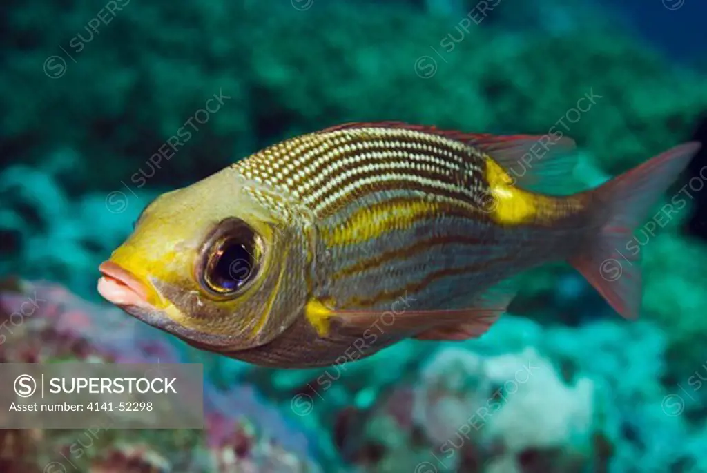 Gold-Lined Sea-Bream (Yellowspot Emperor)  Gnathodentex Aurolineatus  Maldives: South Maalhosmadulu Atoll (Baa), Dhigali Haa, March