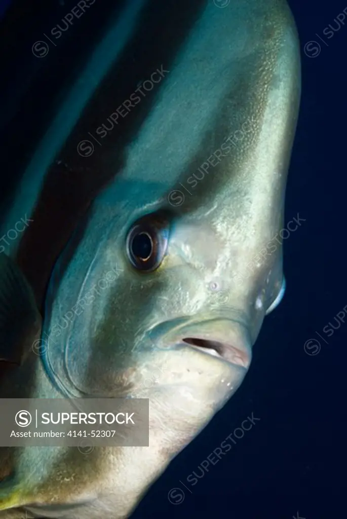 Longfin Spadefish (Batfish)  Platax Teira  Maldives: South Miladhunmadulu Atoll (Noonu), Long Ridge, March
