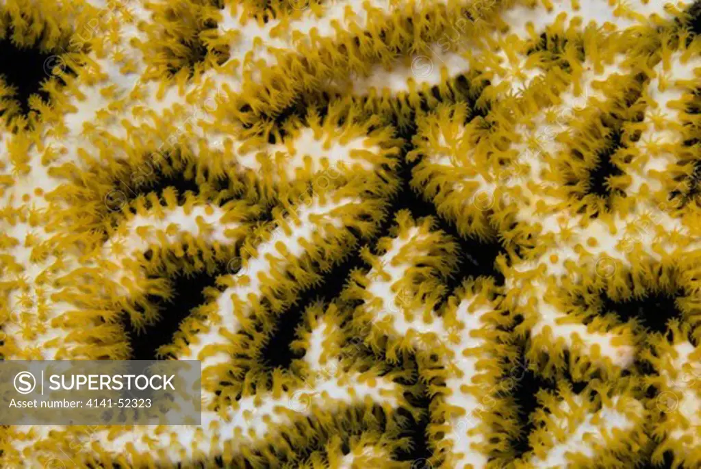 Sea Fan (Gorgonian Coral)  Polyps  Maldives: North Maalhosmadulu Atoll (Raa), Ifuru 1, March