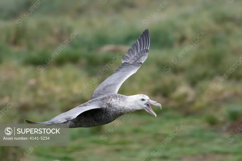 southern giant petrel calling in flight; prion island, south georgia
