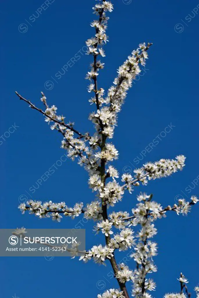 Blackthorn  Prunus Spinosa  England: Surrey, Ham Lands Nature Reserve, April