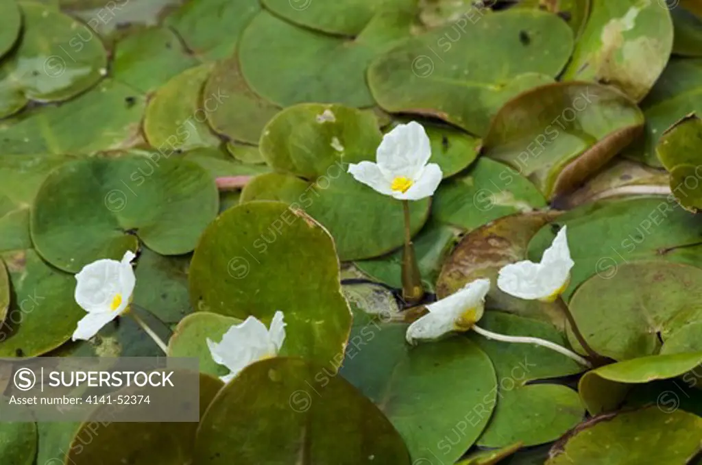 Frogbit  Hydrocharis Morsus-Ranae   England: Surrey, Runnymede (Nt), Langham Ponds (Sssi), August