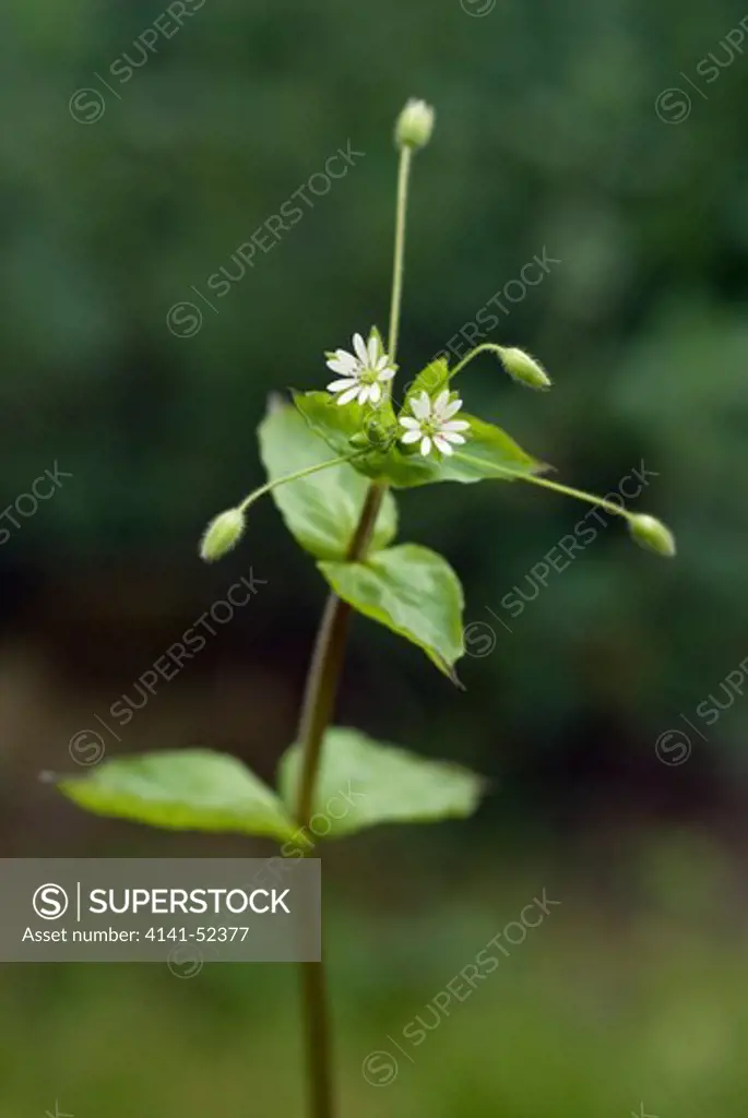 Greater Chickweed   Stellaria Neglecta  England: Surrey, Reigate, By Slipshatch Road, Bank Of Wallace Brook, April