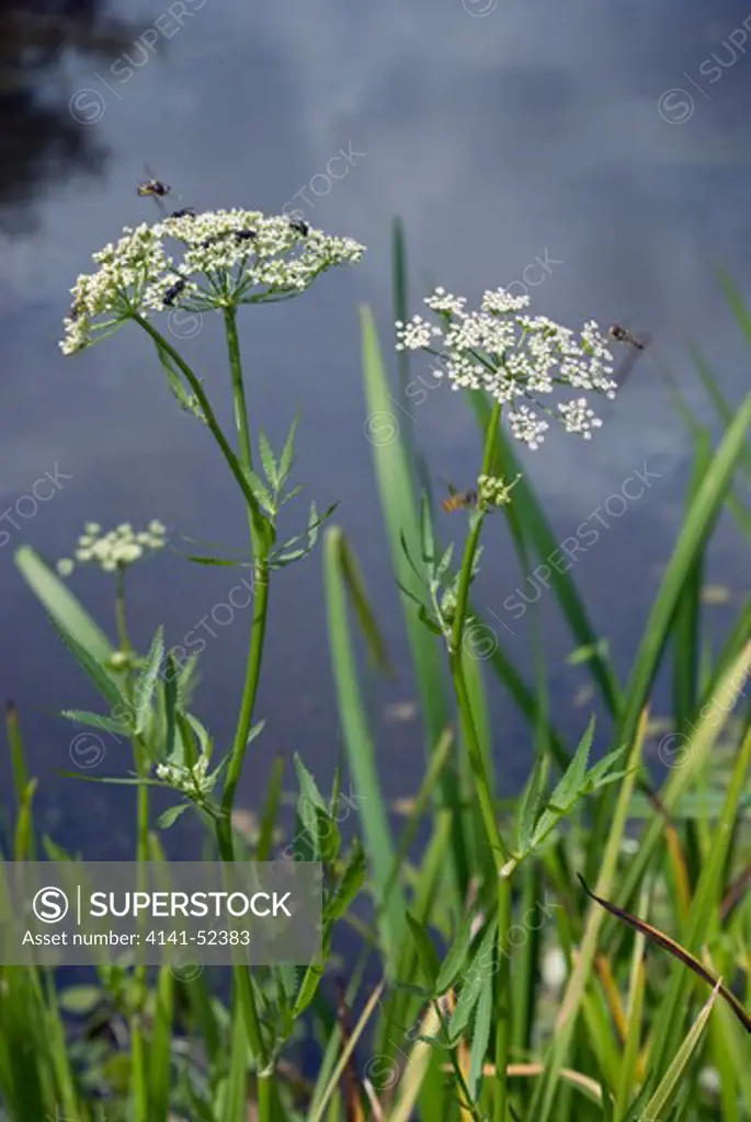 Greater Water-Parsnip  Sium Latifolium  England: Surrey, Runnymede (Nt), Langham Ponds (Sssi), August