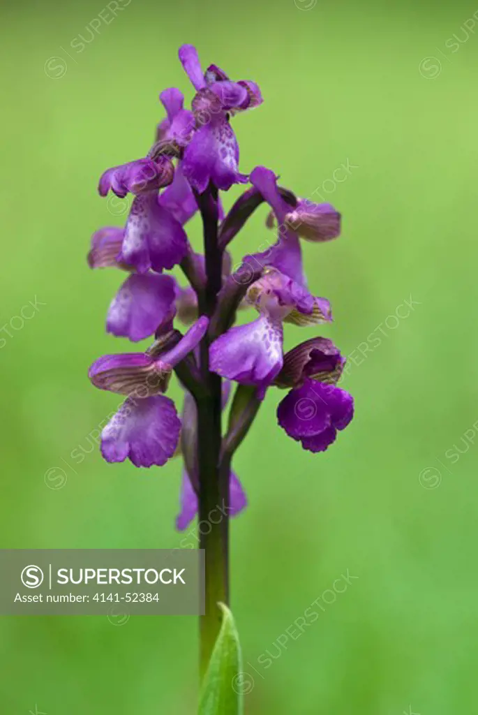 Green-Winged Orchid   Orchis Morio   England: Surrey, Walliswood, 'Hazels' Meadow, May