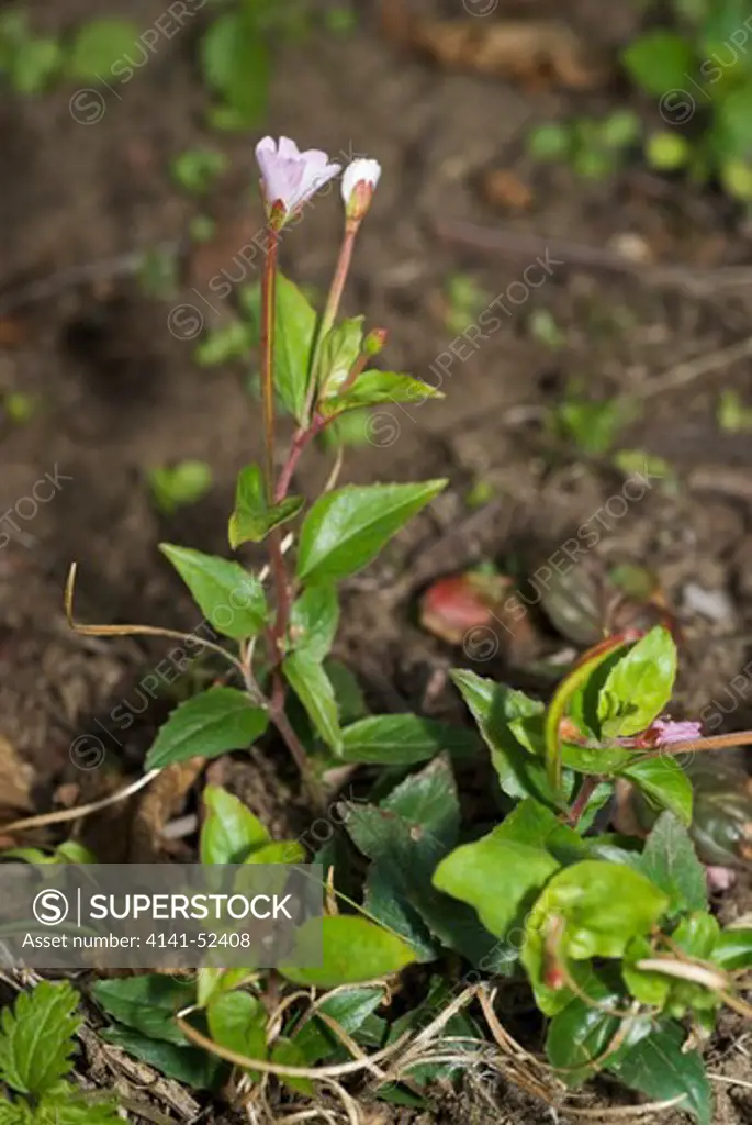 Pale Willowherb  Epilobium Roseum  England: Surrey, Rhs Garden Wisley (Ruderal/ Wild), September