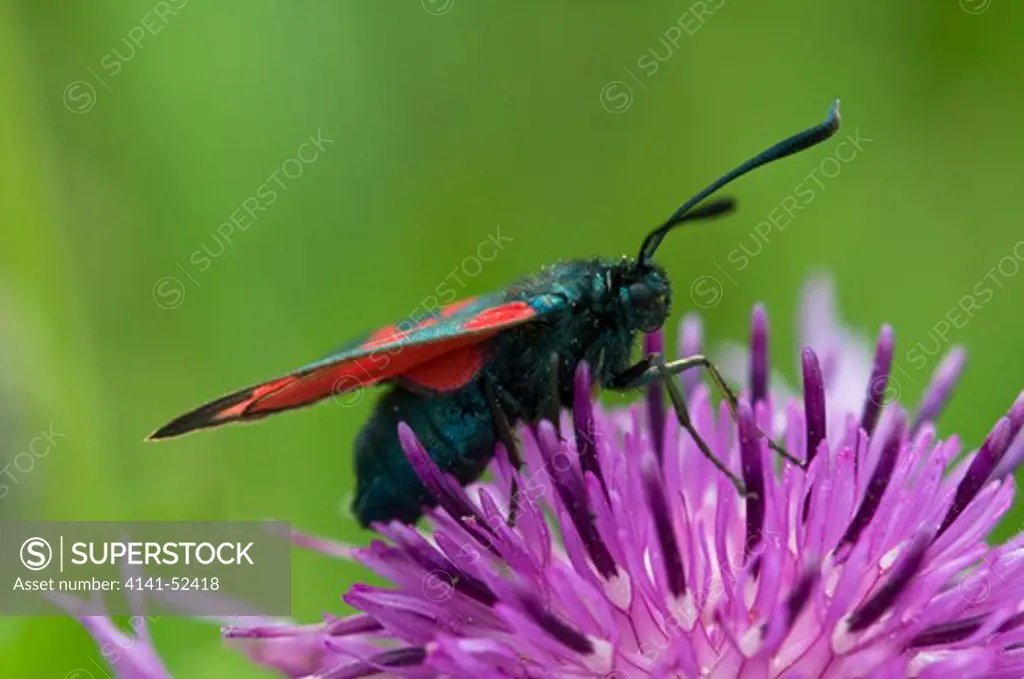 Six-Spot Burnet (Moth), Zygaena Filipendulae, On Greater Knapweed, Centaurea Scabiosa   England: Devon, Plymouth, Wembury, Coast Path, June
