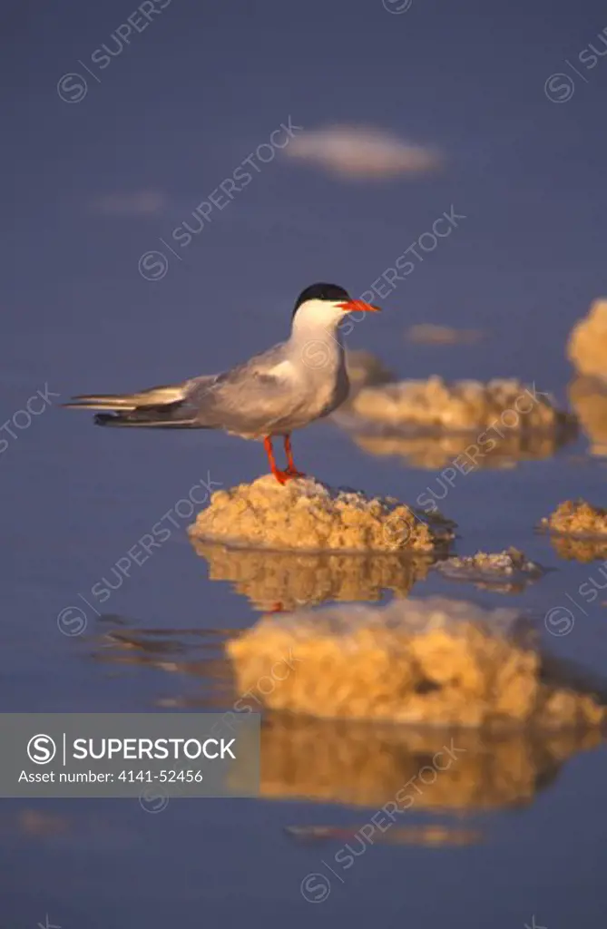Common Tern, Sterna Hirundo, Standing On A Salt Concretion, Camargue, France