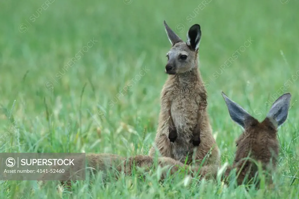Grey Kangaroo, Macropus Fuliginosus, With Young, Kangaroo Island, Australia