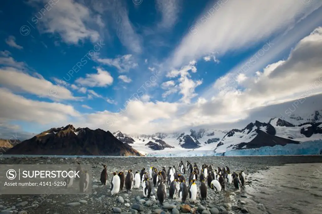 king penguins, aptenodytes patagonicus, and the weddell glacier; gold harbor, south georgia island.
