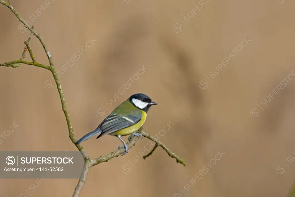 Great Tit, Parus Major, Perched On Twig, Winter, Norfolk Uk