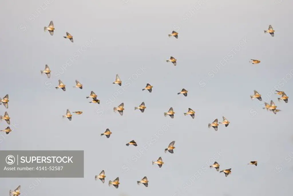 Linnet, Carduelis Cannabina, Winter Flock In Flight, Norfolk Uk