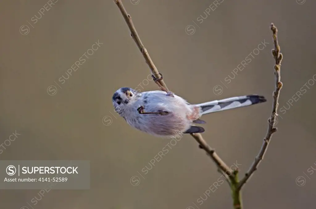 Long-Tailed Tit, Aegithalos Caudatus, Hanging From Twig By One Foot Whilst Feeding, Winter, Norfolk Uk