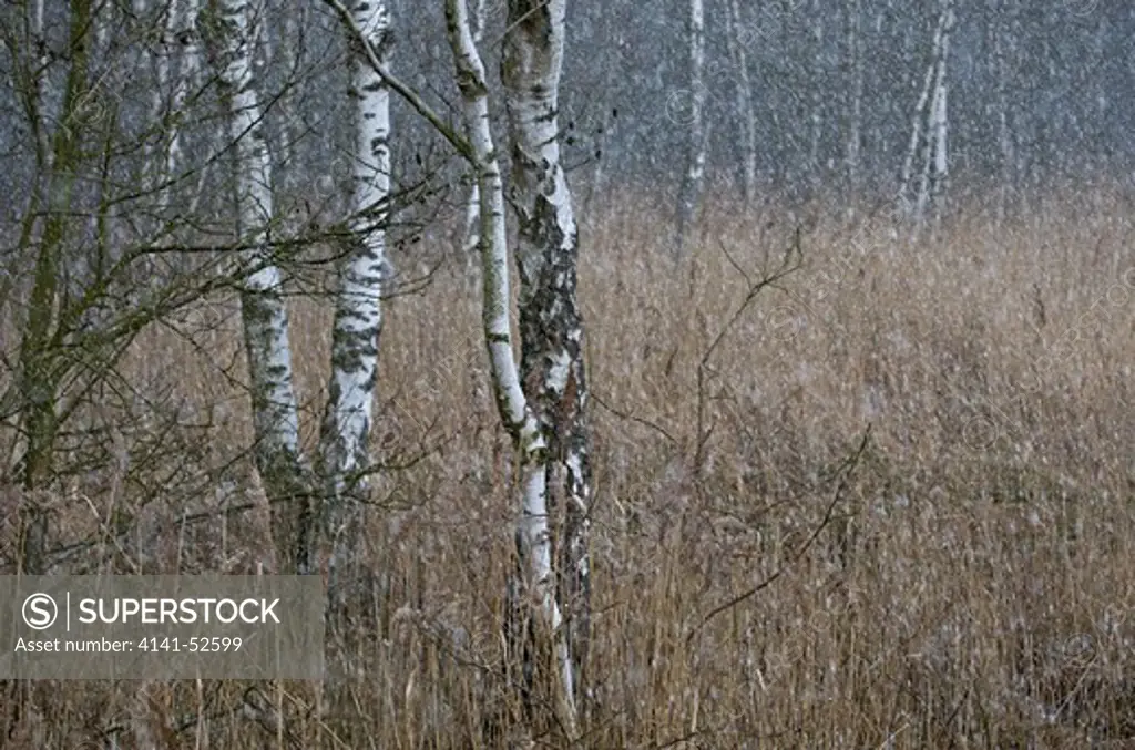 Reeds, Phragmites Australis And Silver Birch, Betula Pendula, In Snow Storm, Winter, Norfolk Uk