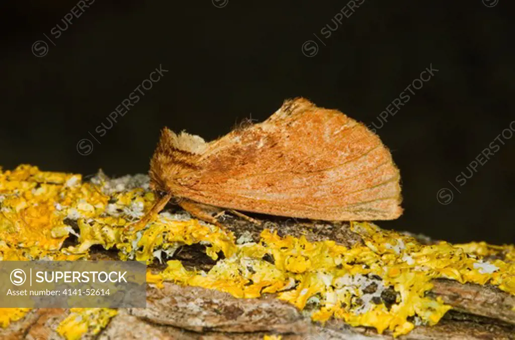 Coxcomb Prominent, Ptilodon Capucina, Resting On Lichen, Norfolk Uk