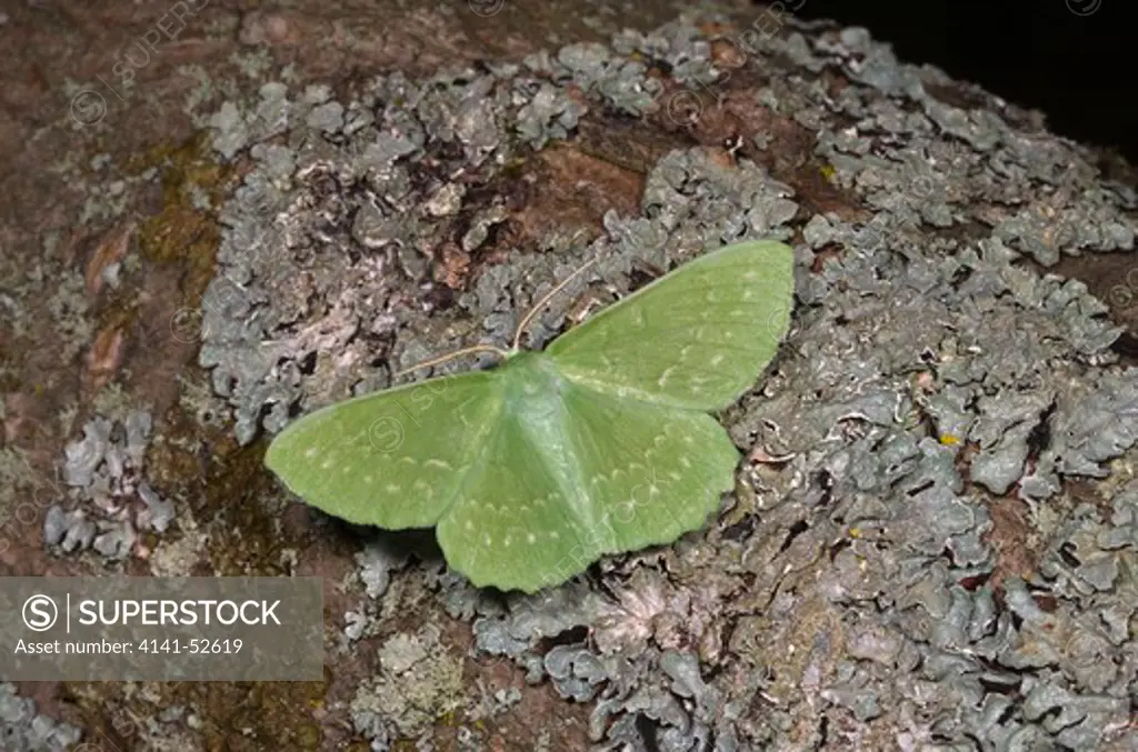 Large Emerald, Geometra Papilionaria, At Rest On Lichen, Norfolk Uk
