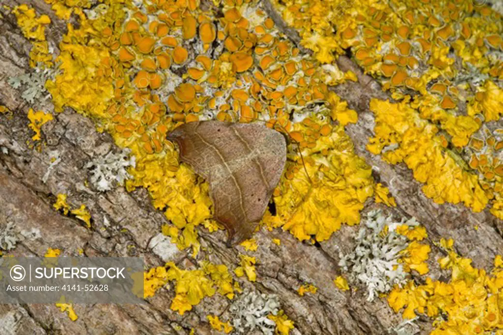 Beautiful Hook-Tip, Laspeyria Flexula, At Rest On Lichen, Summer, Norfolk Uk