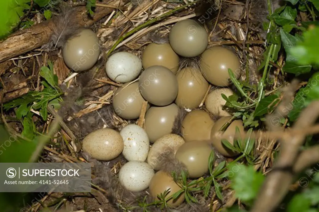 Mixed Eggs Of Pheasant, Phasianus Colchicus And Red-Legged Partridgs, Alectoris Rufa, In Pheasant'S Nest, Norfolk Uk