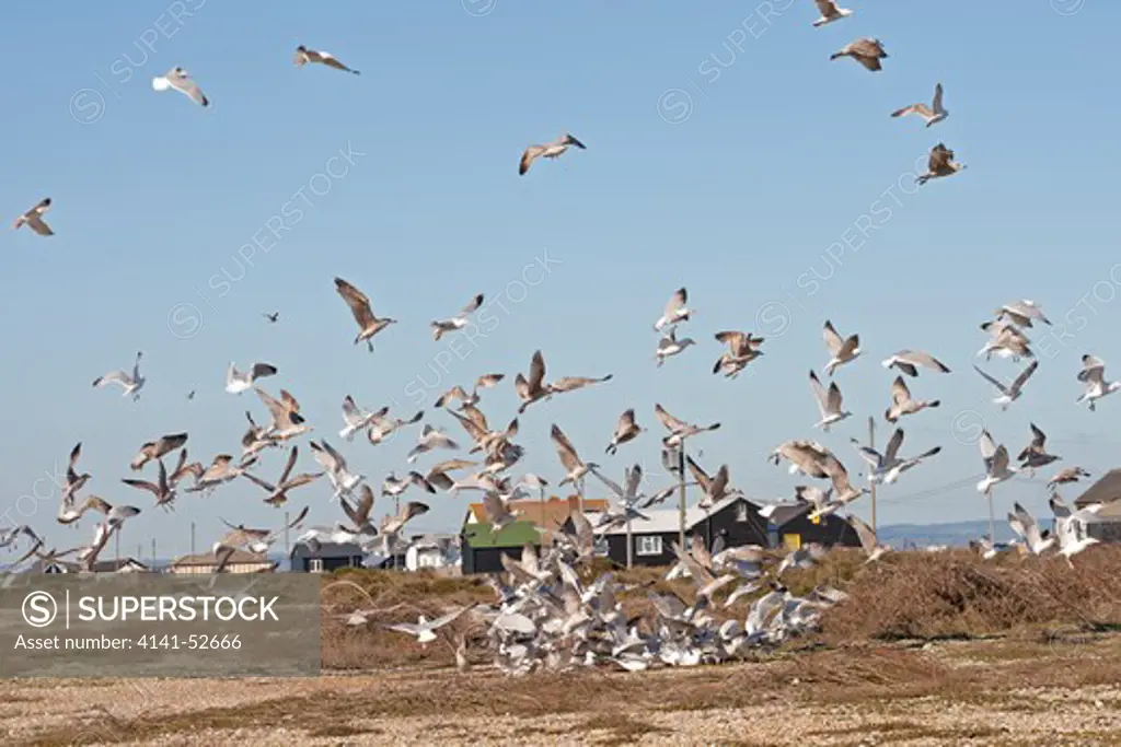 Herring Gull, Larus Argentatus, In Feeding Frenzy, Dungeness, Kent Uk