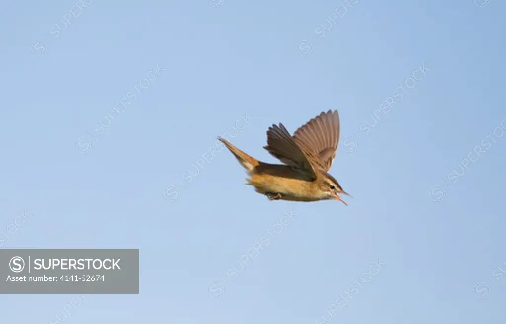 Sedge Warbler, Acrocephalus Schoenobaenus, In Song Flight, Norfolk Uk