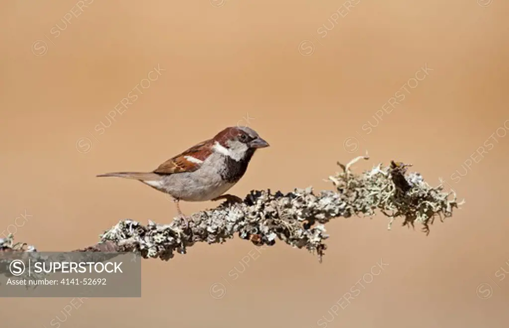 House Sparrow, Passer Domesticus, Male Perched On Twig, N Spain