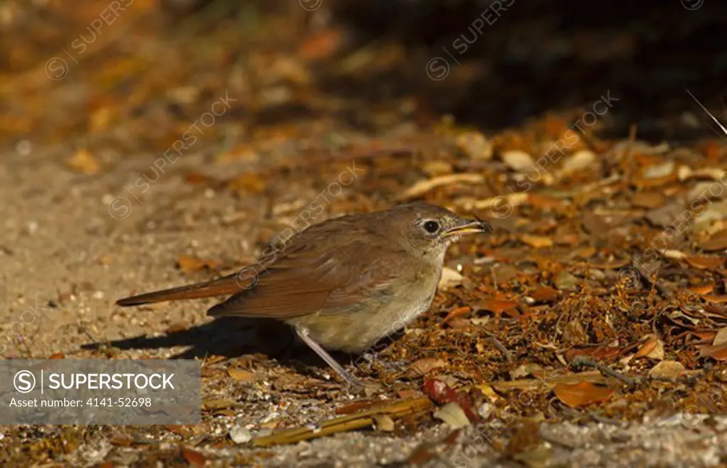 Common Nightingale, Luscinia Megarhynchos, Adult Feeding On Fly, N.Spain
