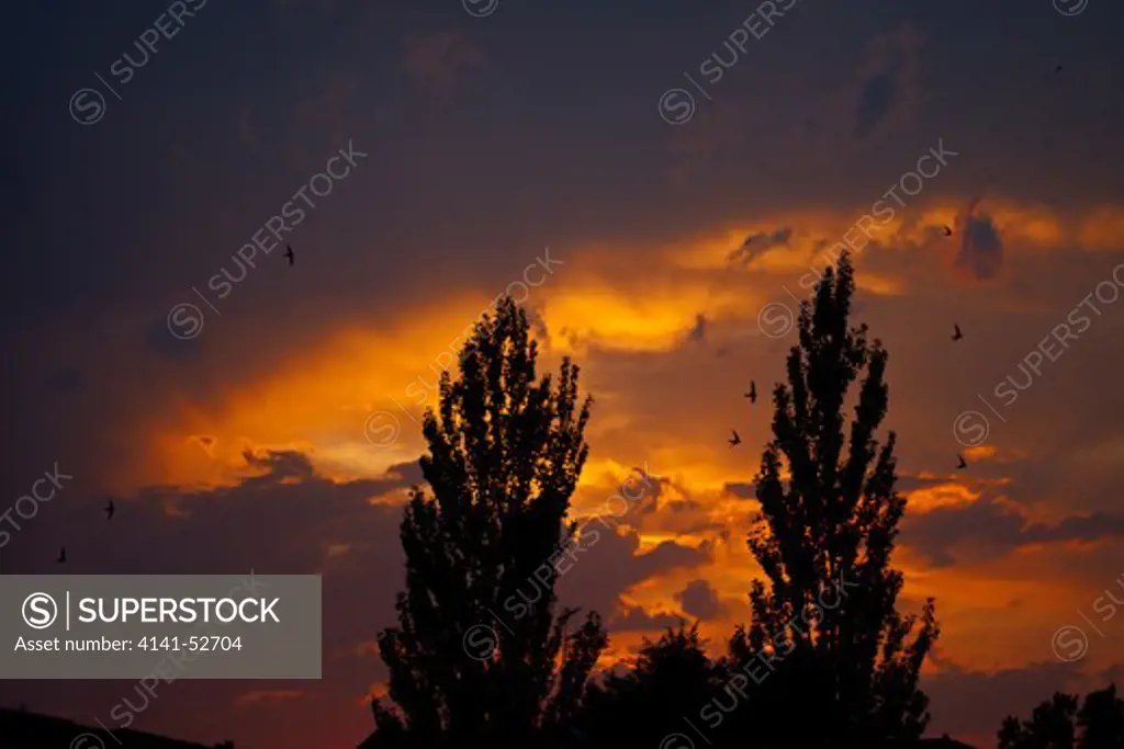 Common Swifts, A.Apus Silhouetted Against Sunset Sky With Lombardy Poplars, Populus Nigra, N.Spain