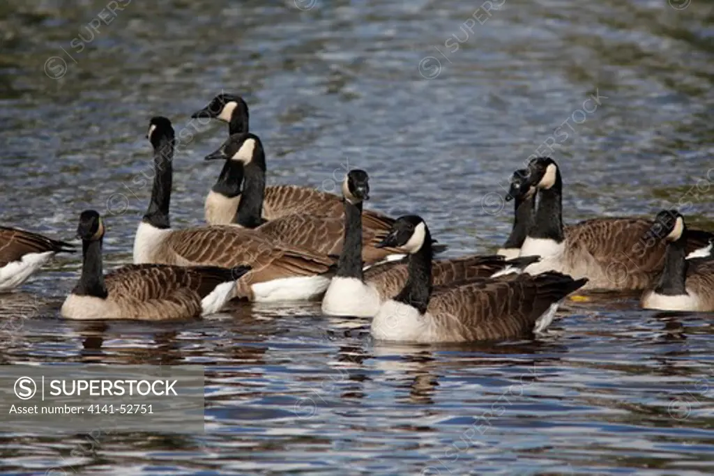 Canada Geese (Branta Canadensis) Group On A River, East Lothian, Uk, October.