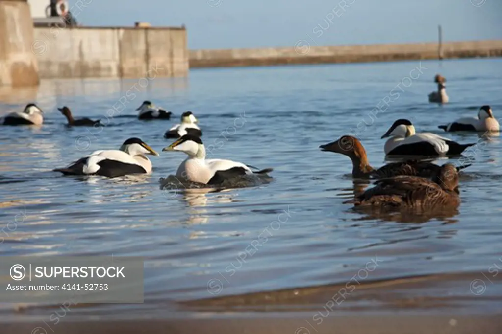 Eider Ducks (Somateria Mollissima) Group In A Harbour, Northumberland, Uk, November.