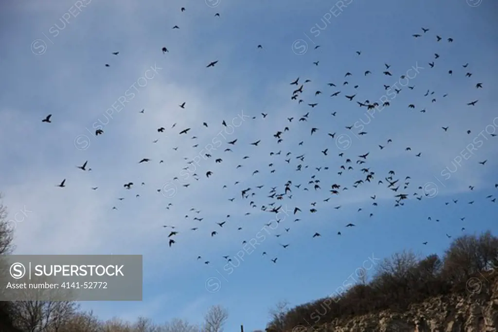 Jackdaw (Corvus Monedula) Flock In Flight Above A Quarry, Lancashire, Uk, March.