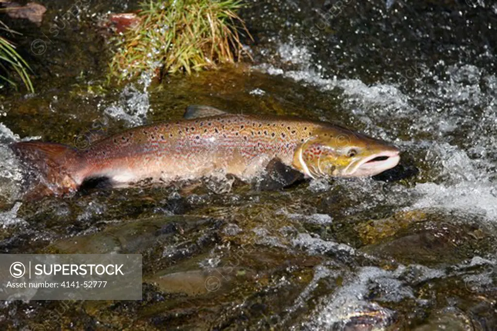 Atlantic Salmon (Salmo Salar) Migrating Fish Swept Out Of The Flow At A Weir, Selkirkshire, Uk, September.