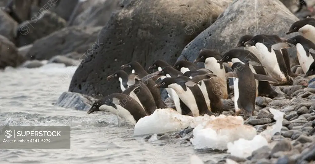 adelie penguins entering ocean; paulet island, antarctica