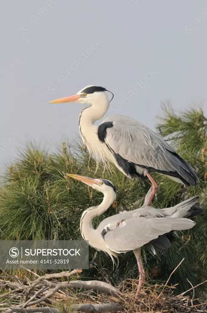 Grey Heron  Ardea Cinerea  Adults Mating  Photographed In The Camargue, France