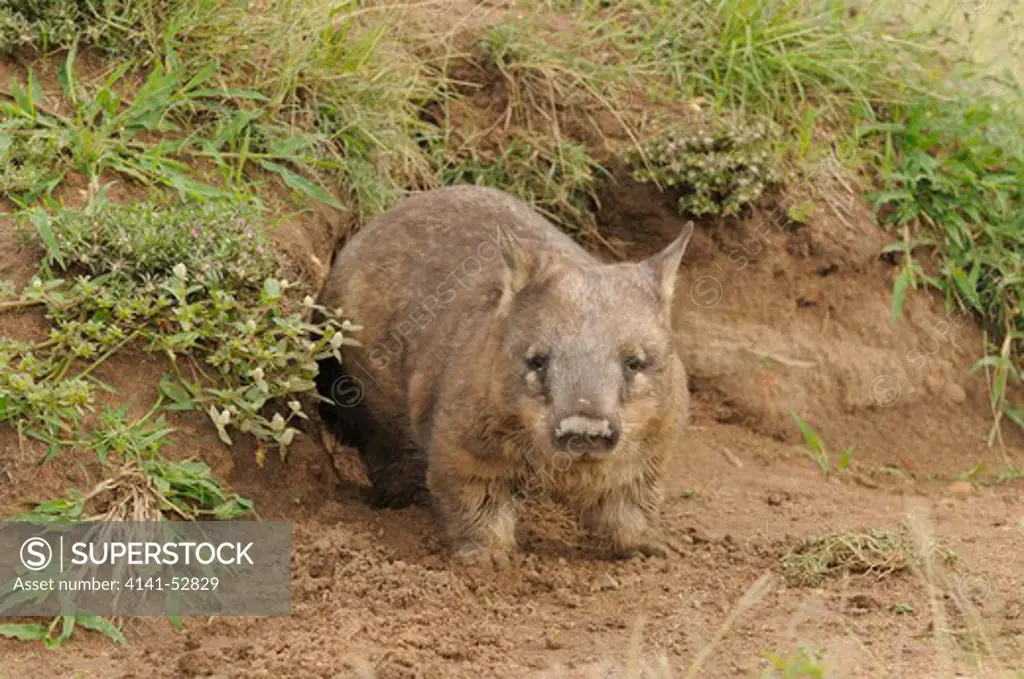 Southern Hairy-Nosed Wombat  Lasiorhinus Latifrons  Adult At Burrow Entrance  Captive  Photographed In Queensland, Australia