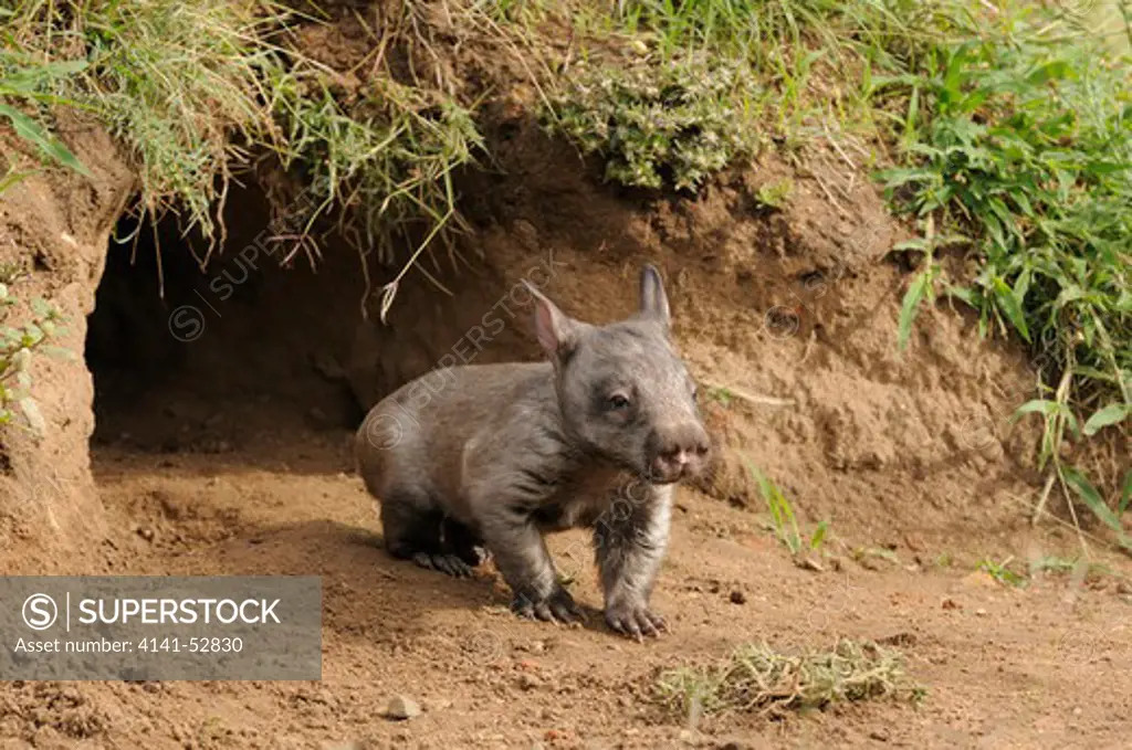 Southern Hairy-Nosed Wombat  Lasiorhinus Latifrons  Juvenile At Burrow Entrance  Captive  Photographed In Queensland, Australia