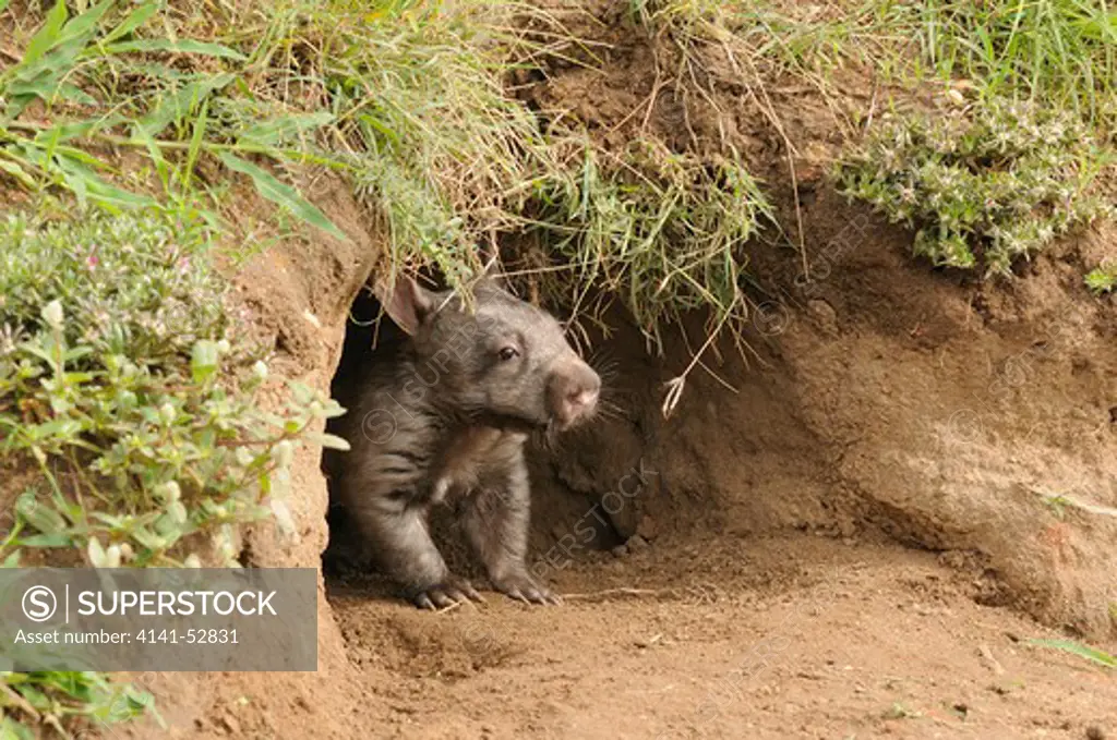 Southern Hairy-Nosed Wombat  Lasiorhinus Latifrons  Juvenile At Burrow Entrance  Captive  Photographed In Queensland, Australia