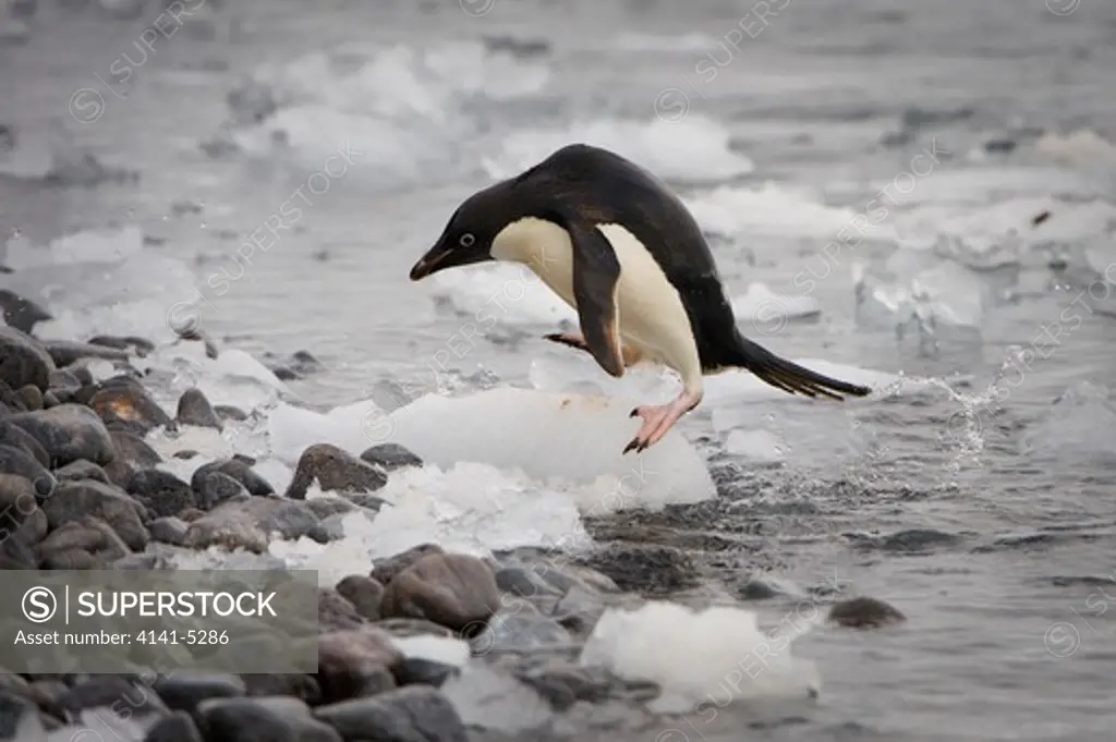 adelie penguin coming ashore on rocky beach; antarctica