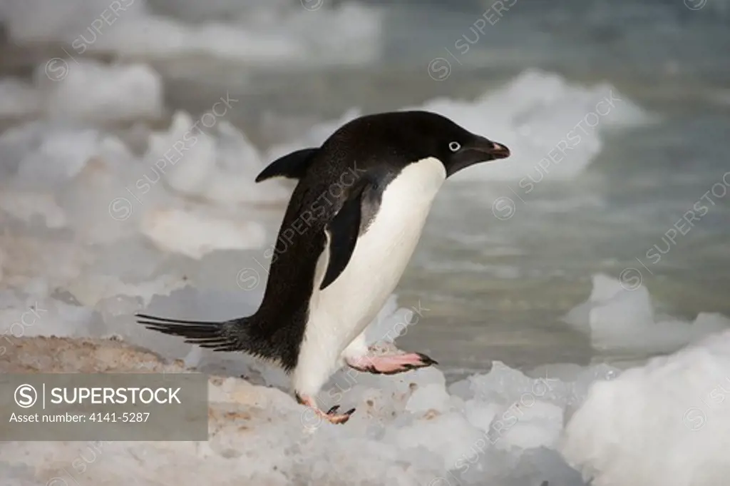 adelie penguin; paulet island, antarctica