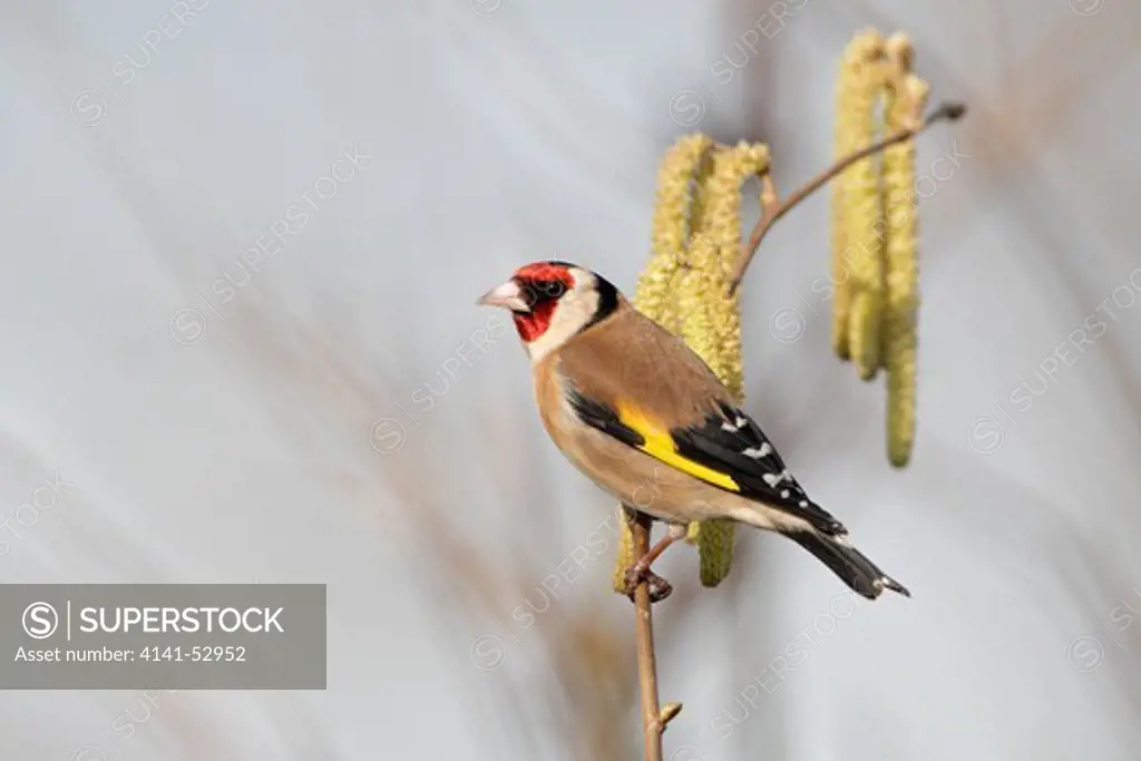 Goldfinch (Carduelis Carduelis) Perched With Hazel Catkins, Cheshire, Uk, March