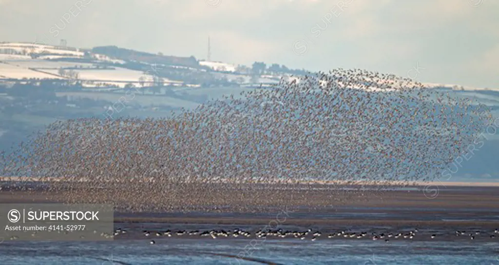Knot (Calidris Canutus) Flock In Flight Over Dee Estuary With The North Wales Coast And Hills In Background, Uk, December 2010  9907