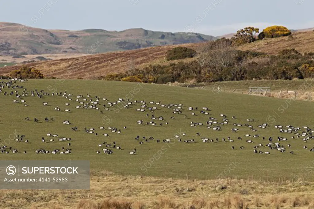 Barnacle Goose (Branta Leucopsis) Flock Feeding (Grazing) In Field Islay Scotland Uk March