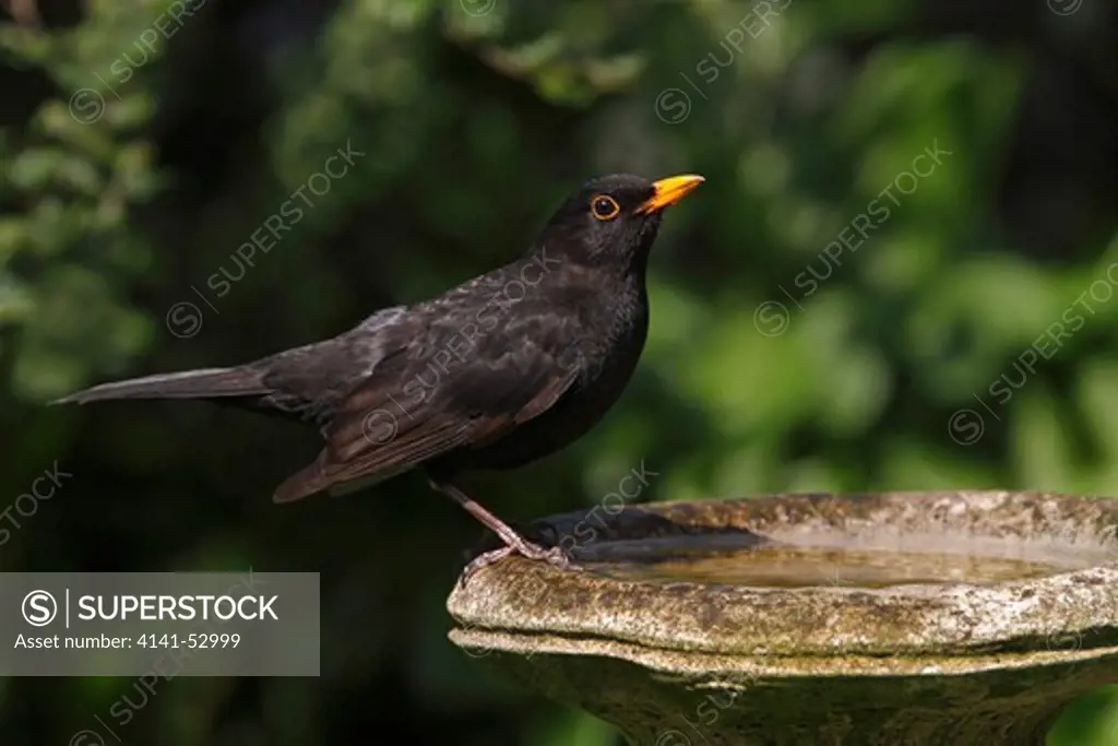 Male Blackbird (Turdus Merula) Drinking At Bird Bath In Garden Cheshire Uk April