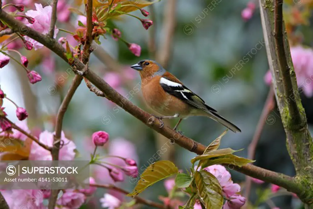 Male Chaffinch (Fringilla Coelebs) Perched In Tree Among Blossom In Garden Cheshire Uk April
