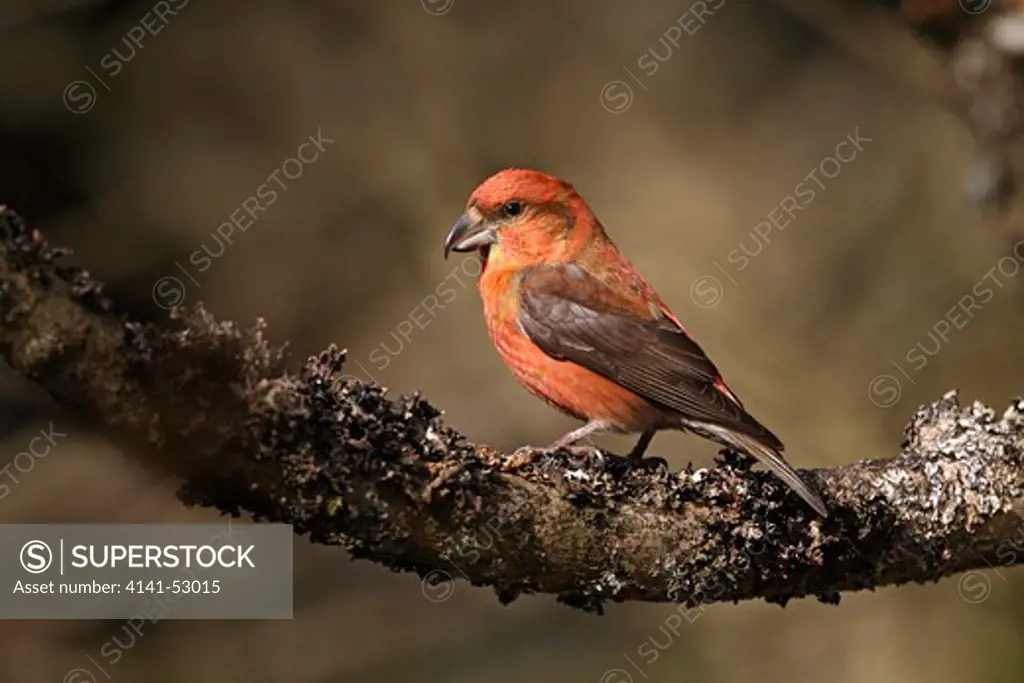 Male Common Crossbill (Loxia Curvirostra) Perched On Branch In Forest North Wales Uk March