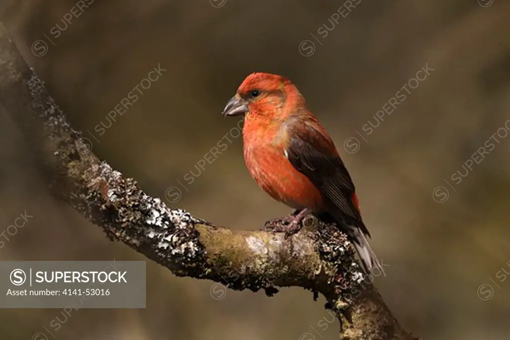 Male Common Crossbill (Loxia Curvirostra) Perched On Branch In Forest North Wales Uk March